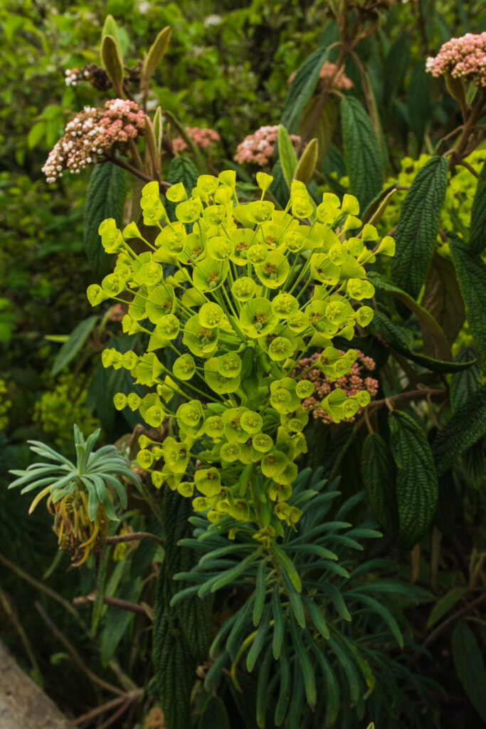 Macadam Winter Garden City of Tukwila